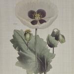 Herbal Botany 4-piece Botanical Illustration Framed Canvas Wall Art Set- Green - Image 3