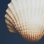 Ocean Seashells 4-piece Framed Canvas Wall Art Set- Blue - Image 2