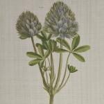 Herbal Botany 4-piece Botanical Illustration Framed Canvas Wall Art Set- Green - Image 5