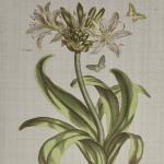 Herbal Botany 4-piece Botanical Illustration Framed Canvas Wall Art Set- Green - Image 4